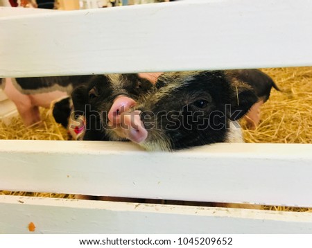 Vietnamese Pot Belly. Two young fat micro pig or little miniature pig on the hay in white wooden fence at small farm and looking a camera. (selective focus)