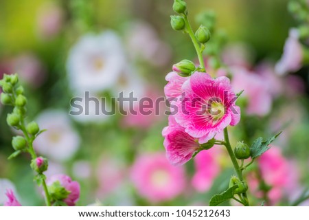 Close up pink hollyhock flowers in garden. /  Hollyhock, nature background with pastel concept. / Beautiful flowers background. Royalty-Free Stock Photo #1045212643
