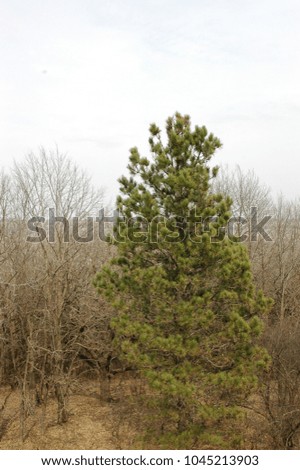 pine and barren behind