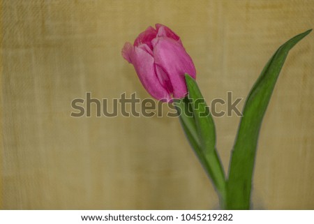 Flower in home on wall background