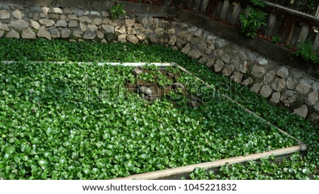 The pool is full of water hyacinth.