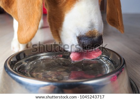 Beagle dog drinking clear water from steel bowl close-up. Royalty-Free Stock Photo #1045243717