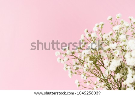 White gypsophila flowers in front of pink pastel background. Minimal composition