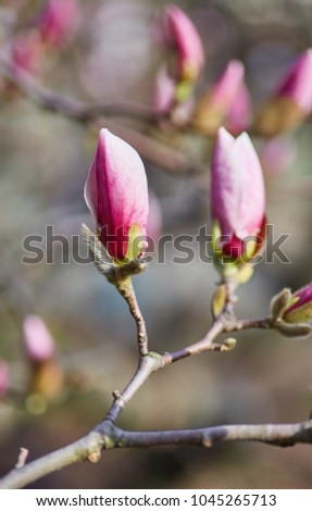 Flower Magnolia flowering against a background of flowers. Spring flower.