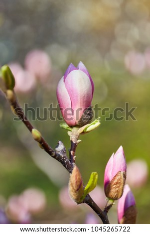 Flower Magnolia flowering against a background of flowers. Spring flower.