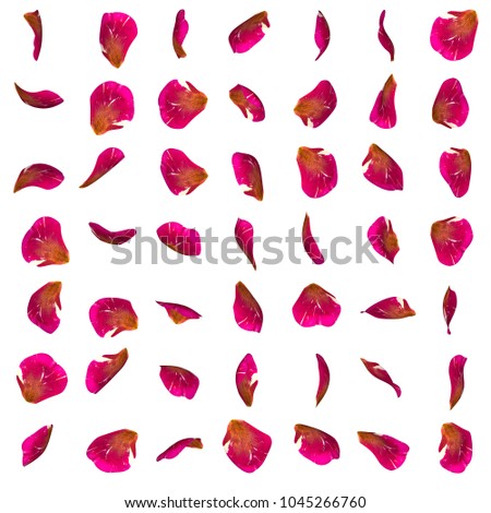 A big set of red rose petals in different angles. White isolated background