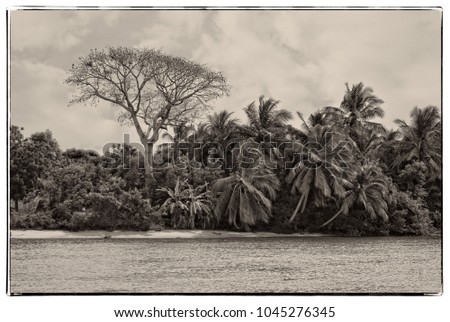 Vintage. African landscape. Stylish bared tree and palm trees with water and sky in background. Beautiful African nature. Wonderful old photo. Retro. Black and White Photography. Old postcard
