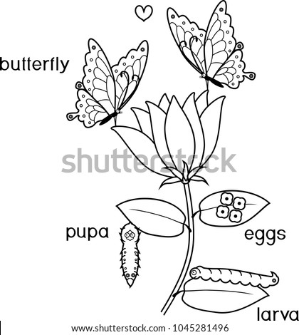 Coloring page. Life cycle of butterfly on flower with titles