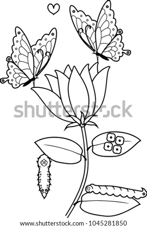 Coloring page. Life cycle of butterfly on flower
