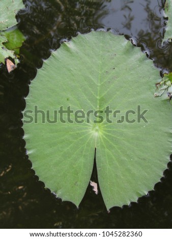The lotus flower and giant leave pad