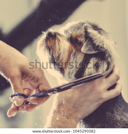 Toned picture. Square framing. process of final shearing of a dog's hair with scissors. muzzle of a dog view