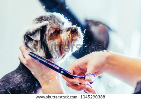 Female groomer haircut yorkshire terrier on the table for grooming in the beauty salon for dogs. Toned picture. process of final shearing of a dog's hair with scissors. muzzle of a dog view