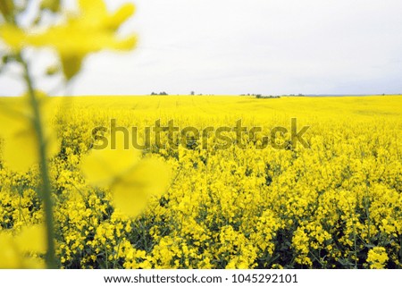Yellow field full of flowers