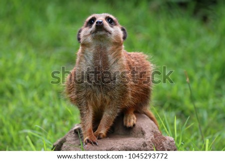 Meerkat sat on a rock looking up