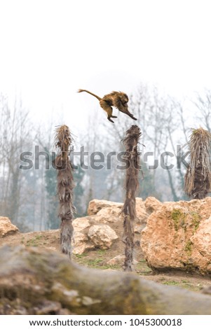 the gelada monkey jumps between two trunks