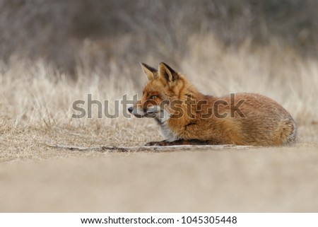 Red fox in nature on a early spring day