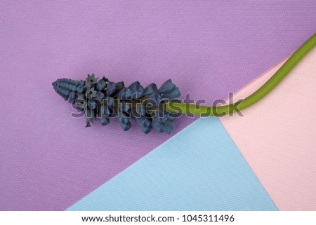 Composition with an artificial flower isolated on a colorful background