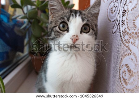 portrait of a kitten on a windowsill
