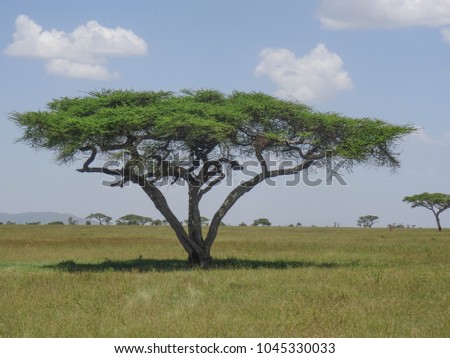 Acacia tree with leopard in it.