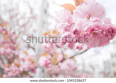 Selective focus soft sweet sakura flower in the pastel vintage