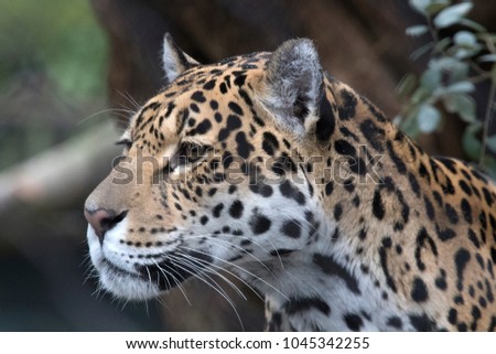 Beautiful headshot of a jaguar