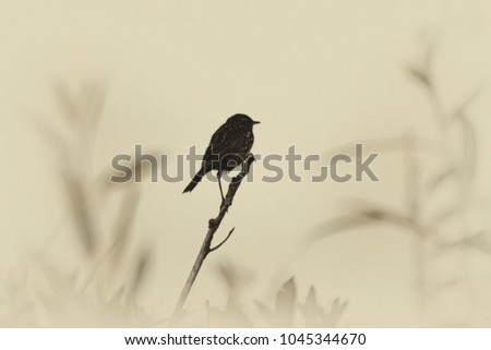 sparrow on the tip of a branch. Black and white image. Macro photography. Retro style