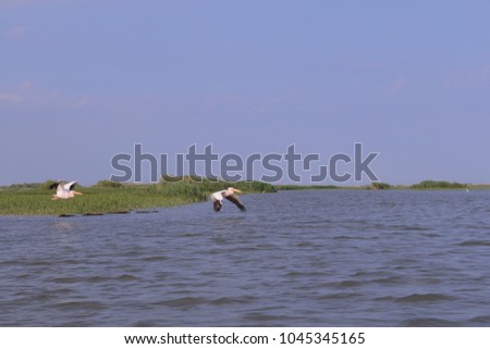 Romanian danube and beautiful pelicans