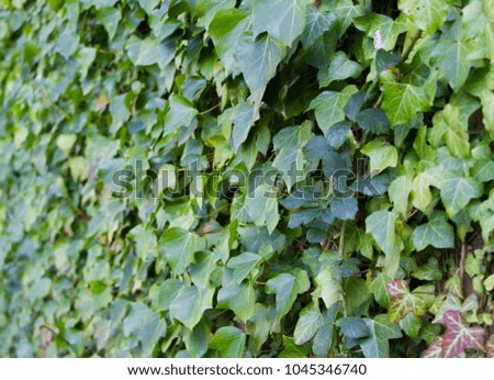 Bright green ivy growing on a wall shallow depth of field