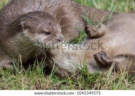 Wild otters playing. Affectionate river animal pair social bonding activity. Beautiful wildlife image of otter pair at play in the grass.
