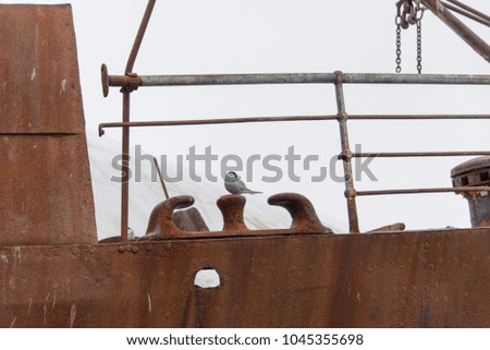 Old rusty wreck in Antarctic sea