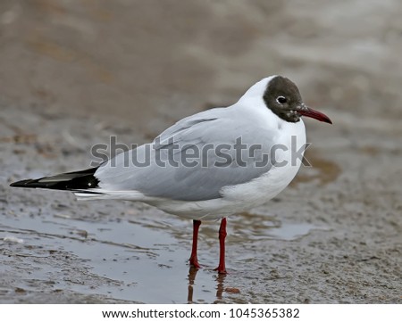 Very close up photo of an adult black headed gull in breeding plumage stands on a ground Royalty-Free Stock Photo #1045365382