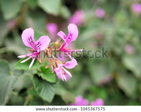 Closeup of pink flowers with green leaves in butterfly garden in Santa Barbara California. Macro lens with bokeh for web banners and backgrounds.