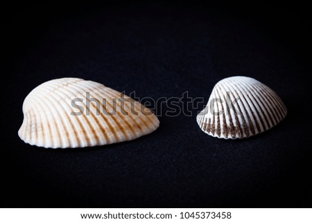 Close-up of shells isolated on black background.