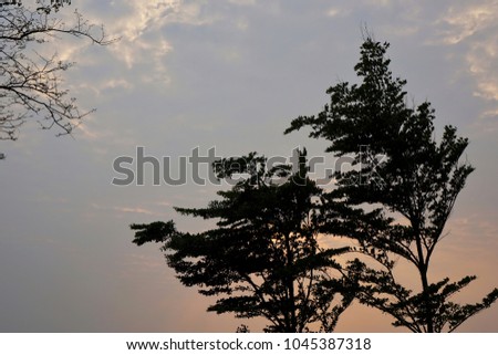 Tree silhouette on sky as twilight times. beautiful nature blue sky with trees, Branch on sky background. Sunset sky background, pictured from Space for text in template. 