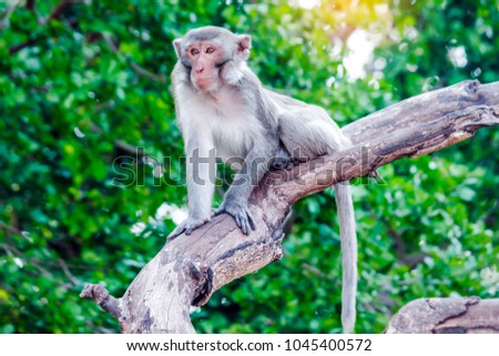 Soft focus for smooth animal wild life in nature background,the monkey to looking somthing on tree with blurred background and soft light in Public Park udonthani Thailand,Vintage film soft style.