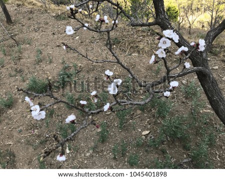 apricot plant with flower