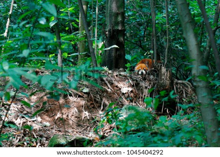 red panda in forest