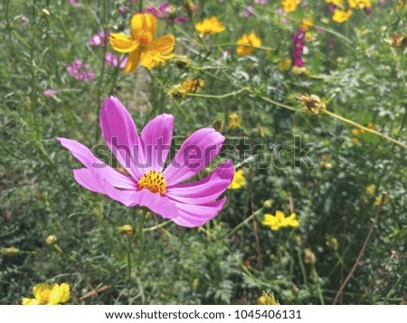 focus on pink cosmos with plants background
