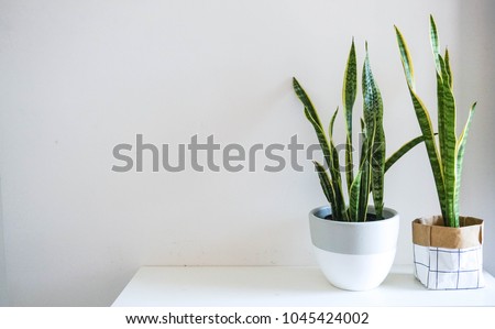 Indoor Plant - Snake Plant