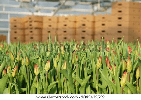 Plantation of tulips in the greenhouse . The flower farm.