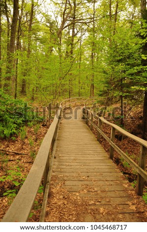 A nature trail boardwalk through a beautiful green forest