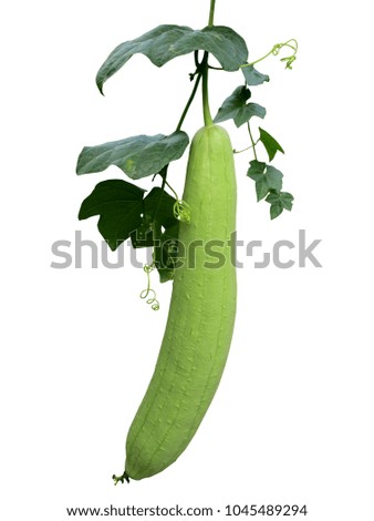 Zucchini with leaves isolated on white background