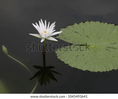 The white lotus is blooming the morning light in the pool.