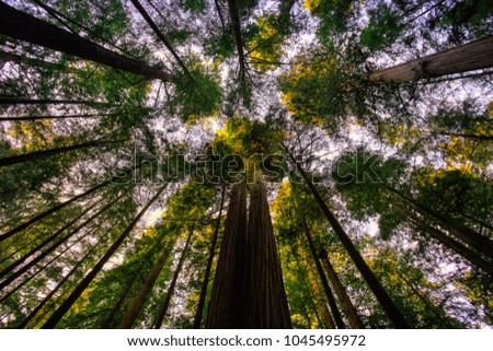 Underneath the Redwoods, Redwoods National & State Parks, California