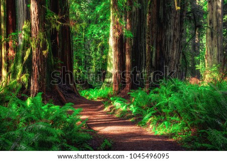 Path Through the Forest, Redwoods National & State Parks, California Royalty-Free Stock Photo #1045496095