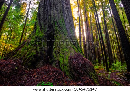 Morning Among the Giants, Redwoods National & State Parks, California