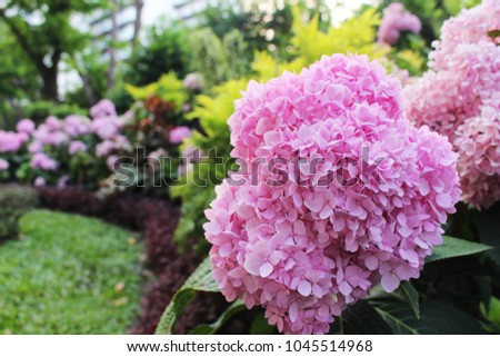 Close Up Beautiful Pink colors of Hydrangea Flowers Blooming on green leaf and multi color background for backdrop from Bangkok Thailand