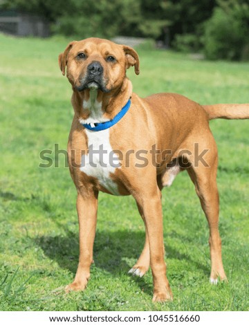Portrait photo of a mastiff dog