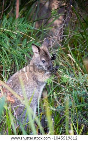 Young Wallaby Hiding In Long Grass