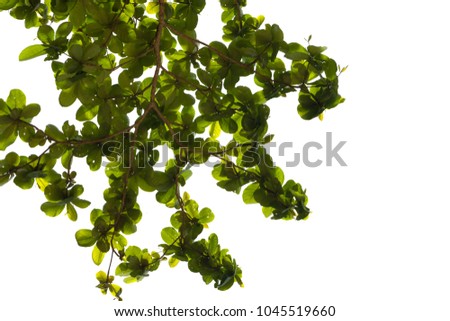 Leaves of a sea almond isolated on white background